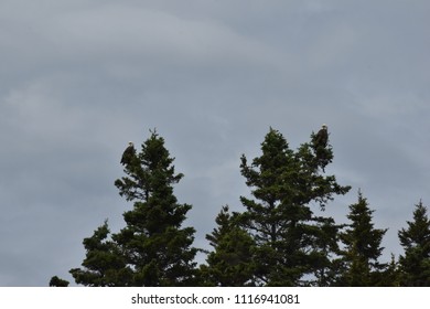 Bald Eagles perched in a tree