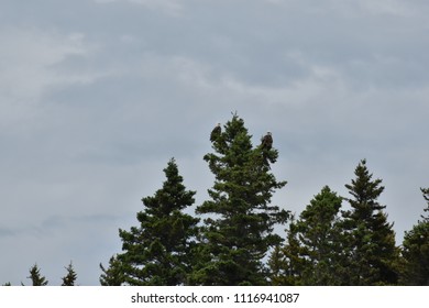 Bald Eagles perched in a tree