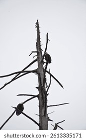 Bald Eagles perched in a tree