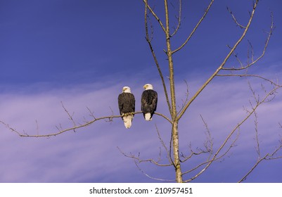 Bald eagles resting in a tree.