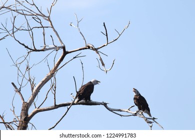Bald Eagles Together