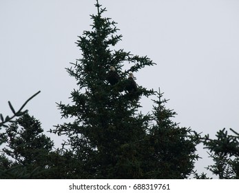 Bald Eagle's in a tree