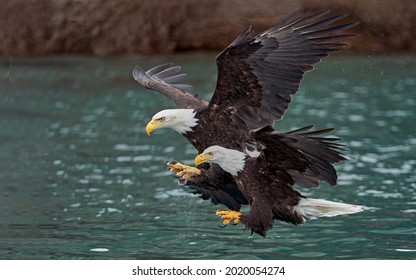 bald eagles usa birds nature wallpaper 