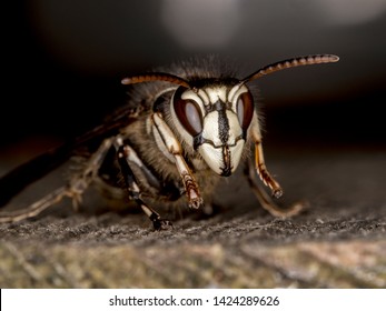 bald faced hornet, Dolichovespula maculata, portrait, on wood 
