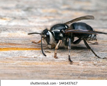 Bald Faced Hornet, Dolichovespula Maculata, Chewing Old Wood For Nest Building, Side View