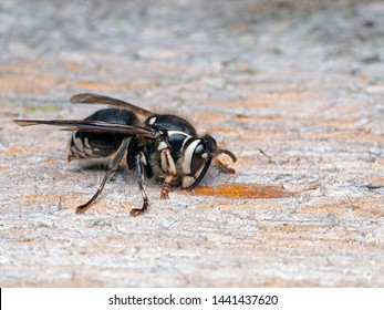 Bald Faced Hornet, Dolichovespula Maculata, Chewing Old Wood For Nest Building, Side View