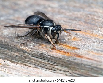 Bald Faced Hornet, Dolichovespula Maculata, Chewing Old Wood For Nest Building, Front View