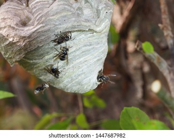 Bald Faced Hornet (Dolichovespula Maculata) Nest With Several Hornets