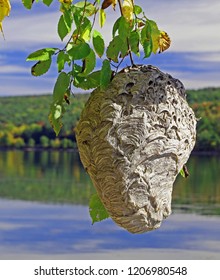 Bald Faced Hornet Nest
