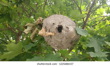 Bald Faced Hornet Nest Paper Wasp Hive