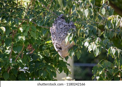 Bald Faced Hornet Nest In Tree