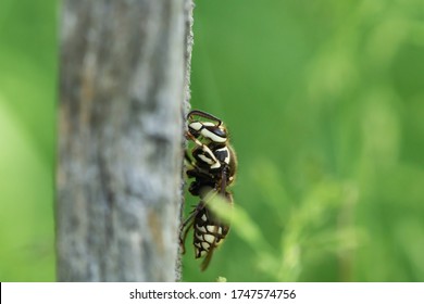 Bald Faced Hornet In Springtime