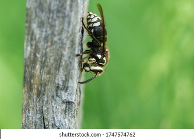 Bald Faced Hornet In Springtime