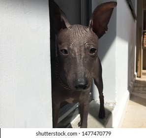 Bald Grey Hairless Dog Puppy Boy Stock Photo 1477470779 | Shutterstock