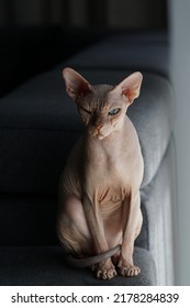 Bald Hairless Egypt Sphynx Cat with Colored eyes