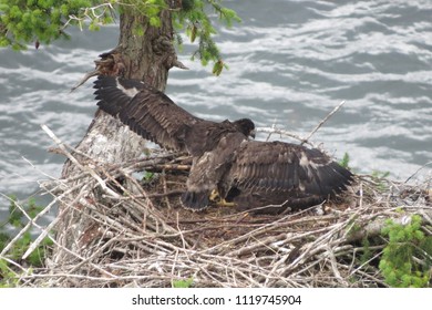 Bald headed eagle babies, active in their nest, on Denman Island, BC, Canada