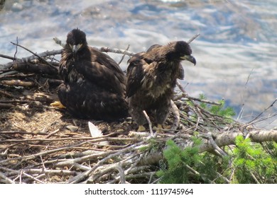 Bald headed eagle babies, sitting in their nest, on Denman Island, BC, Canada