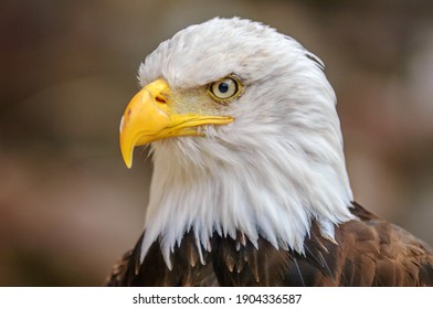 Bald Headed Eagle, close up shot with blurred background - Powered by Shutterstock