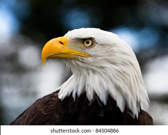 Bald Headed Eagle, close up shot with blurred background