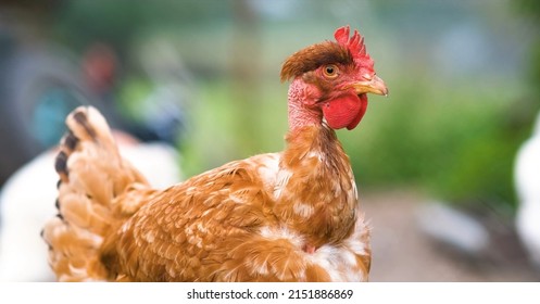 459 Bald chicken Stock Photos, Images & Photography | Shutterstock