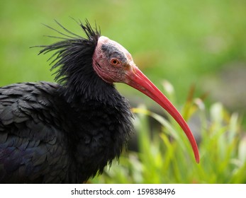 Bald Ibis