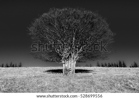 Similar – Image, Stock Photo Emotions | a day comes to an end. Tree silhouette in evening light