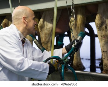 bald Male technician in barn with automatical cow milking machines - Shutterstock ID 789669886