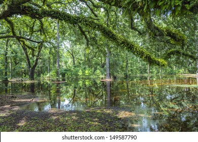 Bald Trees reflecting in the water in a florida swamp on a warm summer day