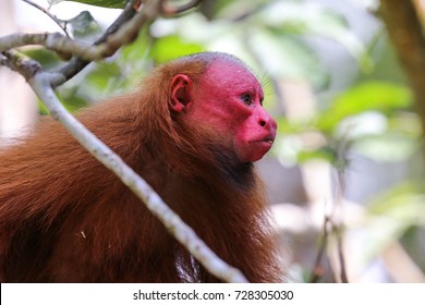 Bald Uakari Monkey In Amazon