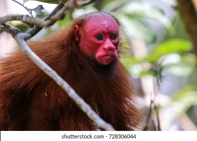 Bald Uakari Monkey In Amazon