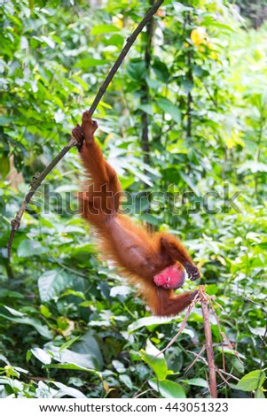 Foto Bild Roter Uakari