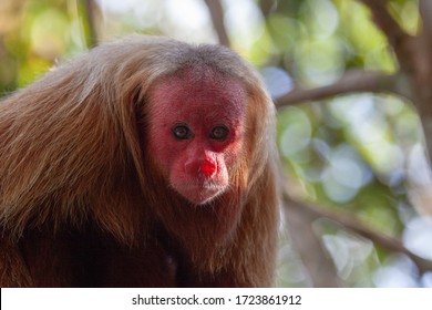 Bald Uakari In The Rainforest 