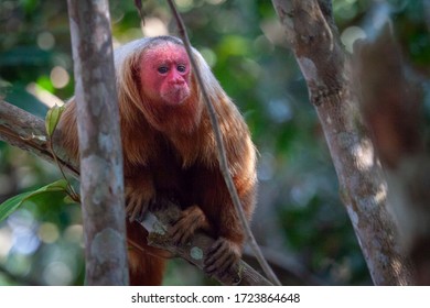 Bald Uakari In The Rainforest 