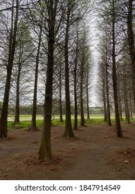 Baldcypress With Great Atmosphere In Taiwan