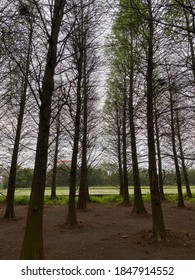 Baldcypress With Great Atmosphere In Taiwan