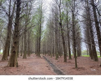 Baldcypress With Great Atmosphere In Taiwan