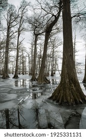 Baldcypress Trees Frozen In Lake Ice