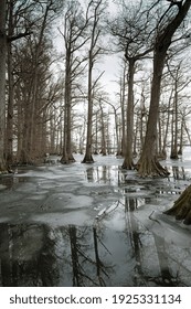 Baldcypress Trees Frozen In Lake Ice