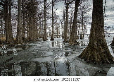 Baldcypress Trees Frozen In Lake Ice