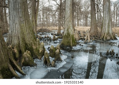 Baldcypress Trees Frozen In Lake Ice