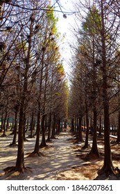 Baldcypress And Yellow Cypress Outside