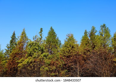 Baldcypress And Yellow Cypress Outside