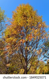 Baldcypress And Yellow Cypress Outside