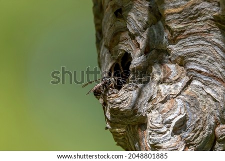 Bald-faced hornet ( Dolichovespula maculata ) Nest on a tree in the park. Species of wasp also knows  as bald-faced aerial yellowjacket, bald-faced wasp, bald hornet, white-faced hornet etc
