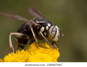 Bald-faced Hornet Fly (Dolichovespula maculata) pollinating a yellow Common Tansy wildflower in the Chippewa National Forest, northern Minnesota USA