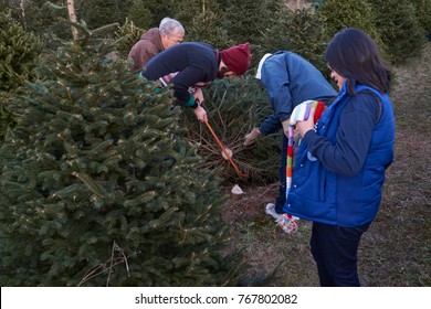 Baldwinsville, NY, 12-03-17: An Extended Family Cuts Down A Christmas Tree.