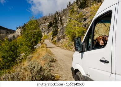 Baldy Pass, WA / USA - September 26 2019: A Dog In The Driver Seat Of A Camper Van On A Forest Road.