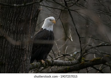 bale eagle sitting on the tree 