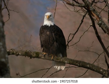 bale eagle sitting on the tree 