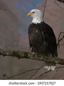 bale eagle sitting on the tree 